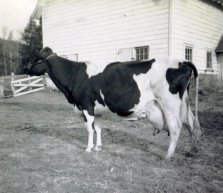 Award winning cow